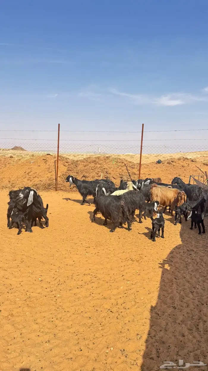 معزا مواليد لعدد 12 معهن 17 5 اتوام و7 على و1 2