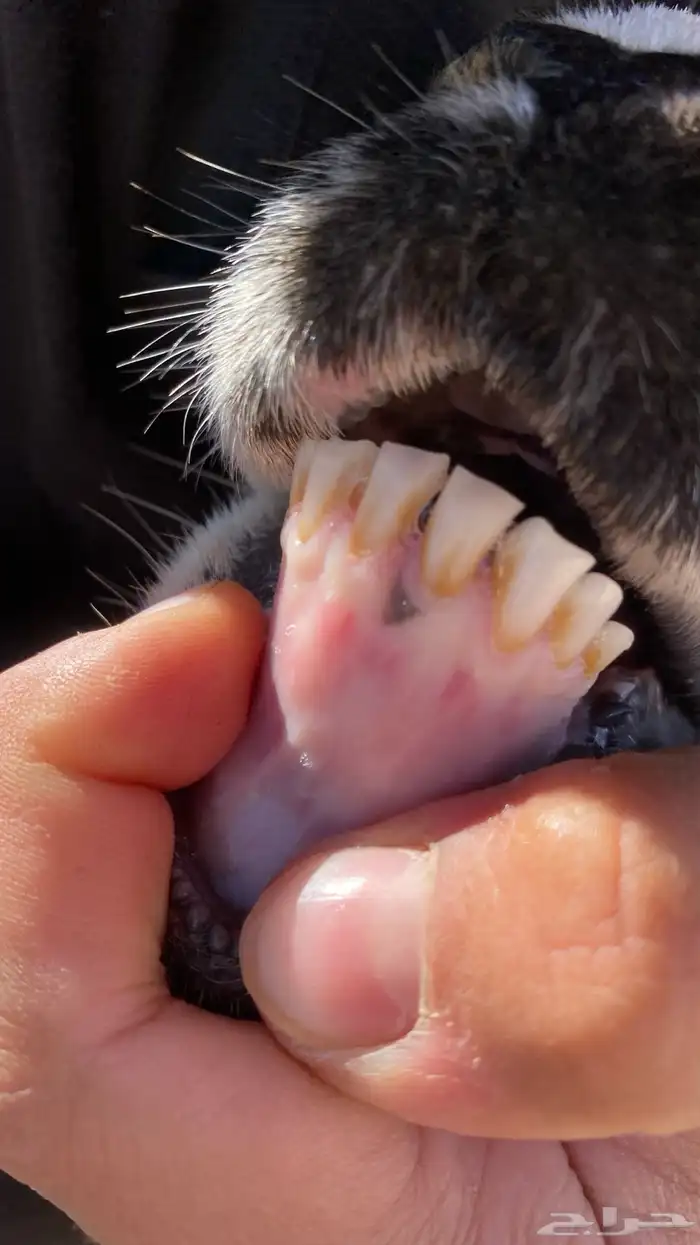 رخل جذعه مقناء 3