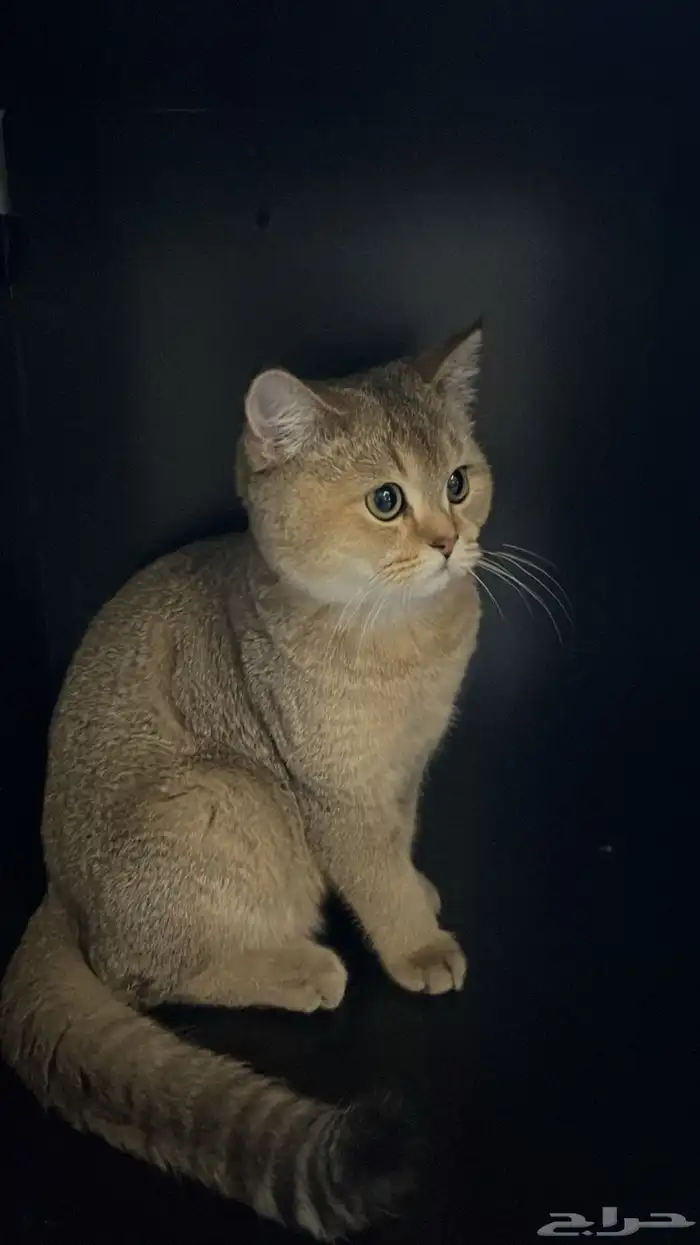 قط ذكر سكوتش ستريت 5