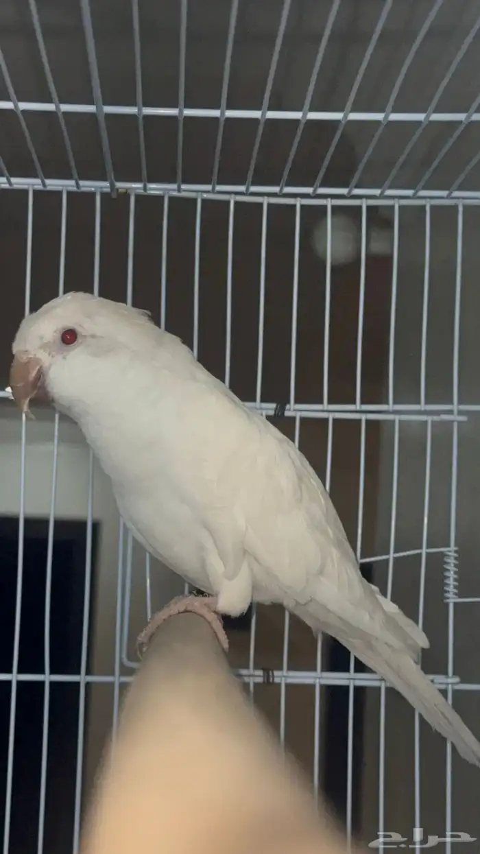 ذكر كويكر منتج 2