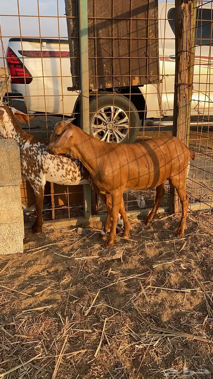 جفرتين و تيس محايلي 0