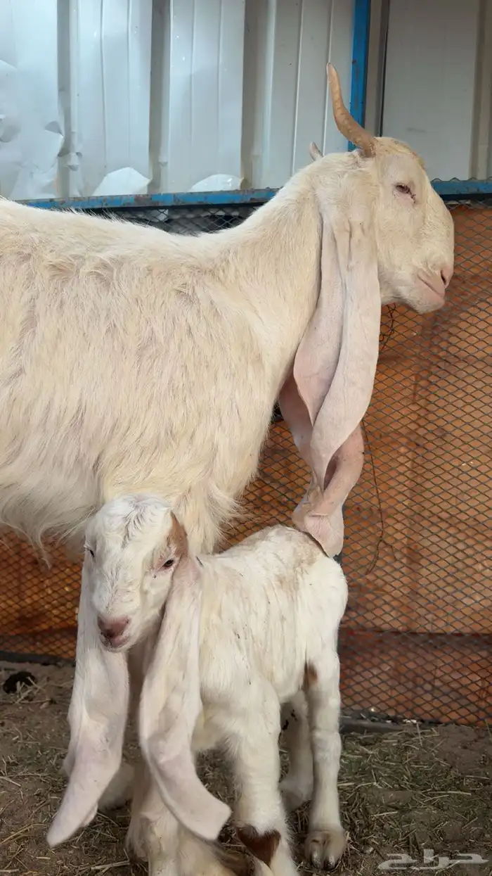 عنز هولنديه صنف ولده معه مشروع فحل 0