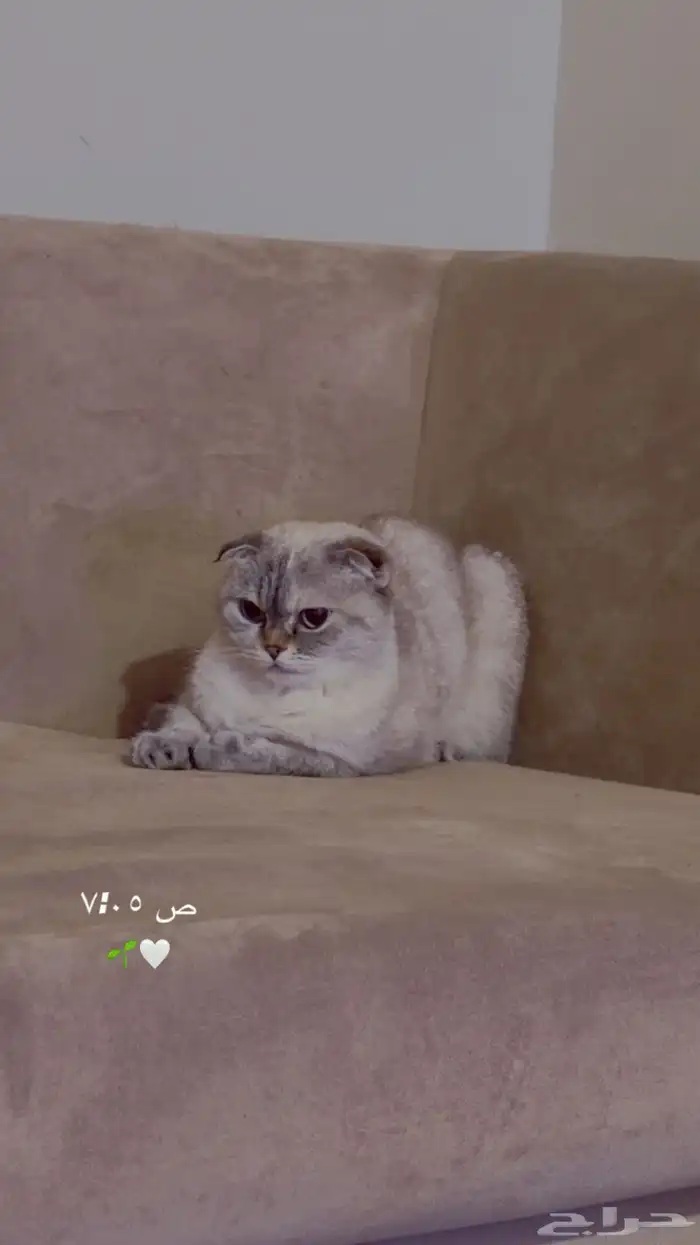 قطط سكوتش فولد 0