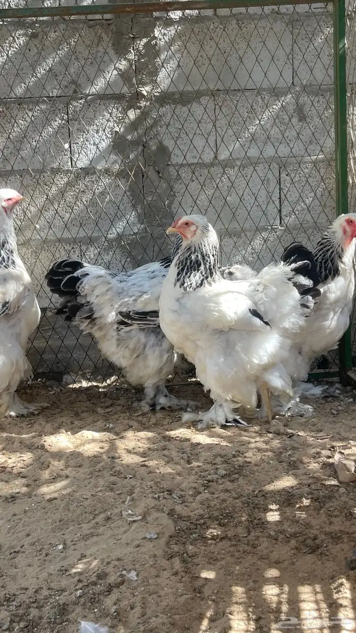 اللبيع دجاج براهما 7
