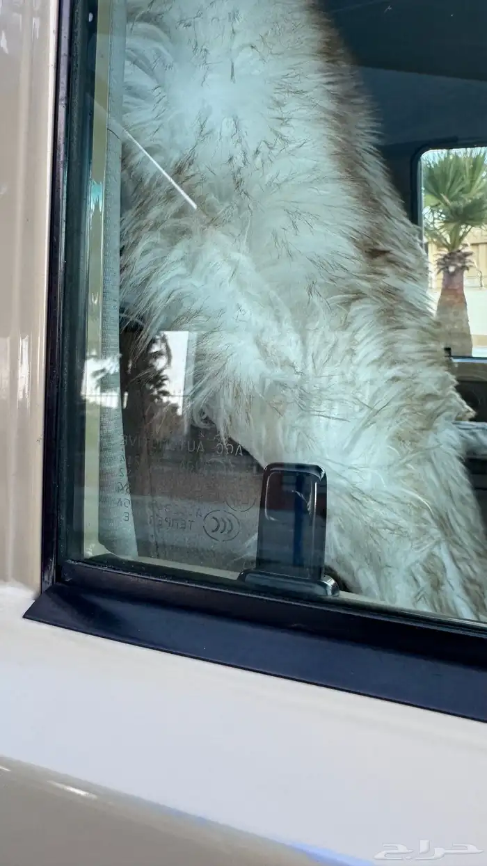 للبيع جيب ربع بلد 33