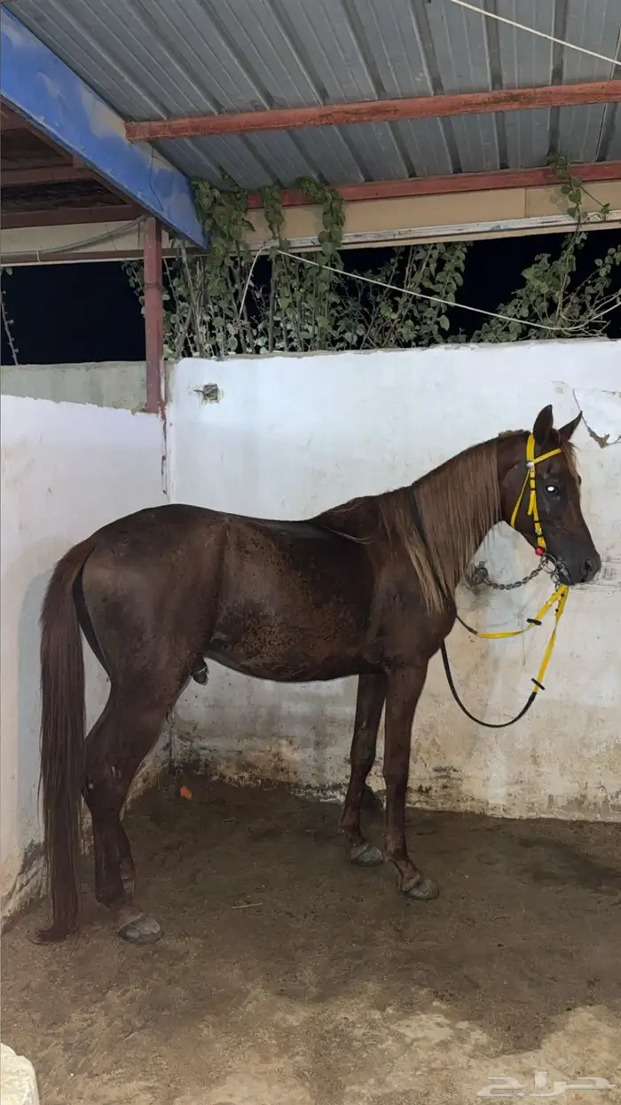 حصان واهو نسب قوي 2