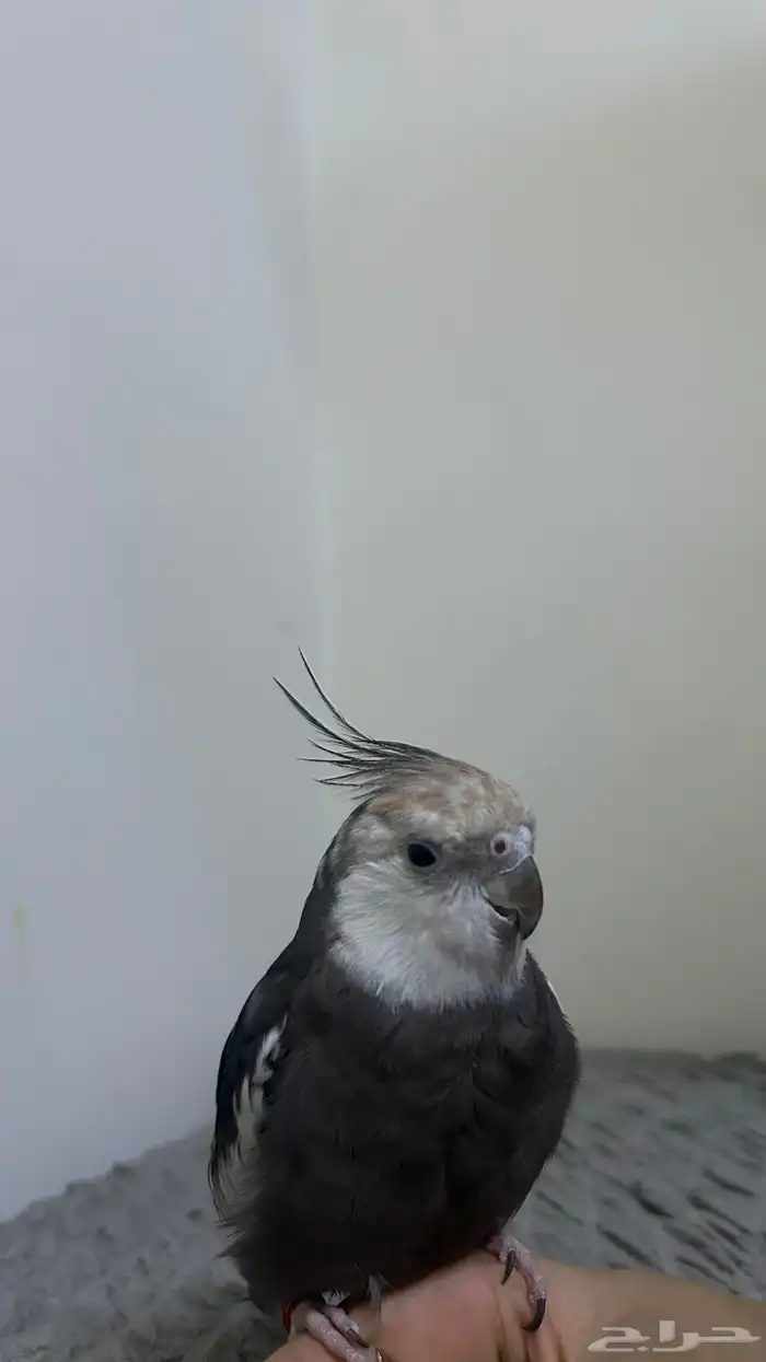 كروان وايس فيس 0