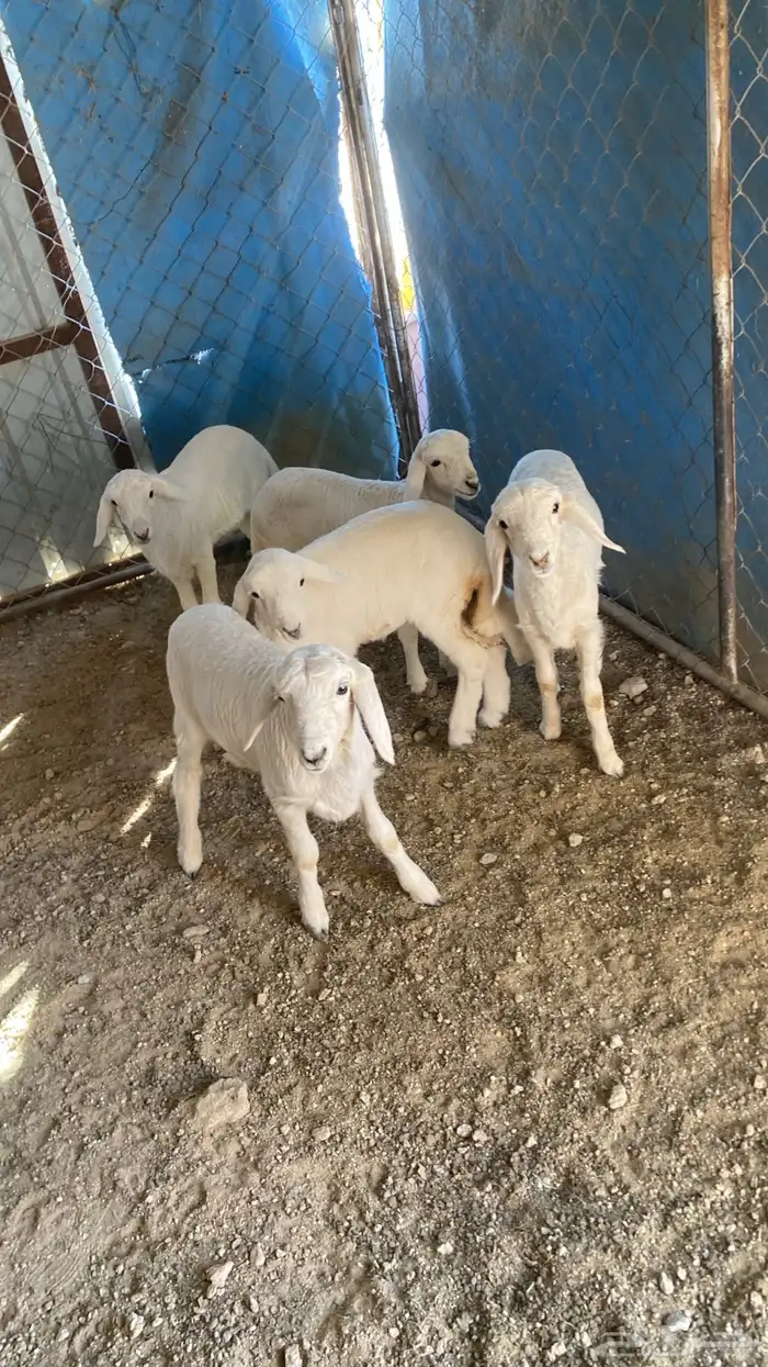 5رخال كفو ونظاف 3