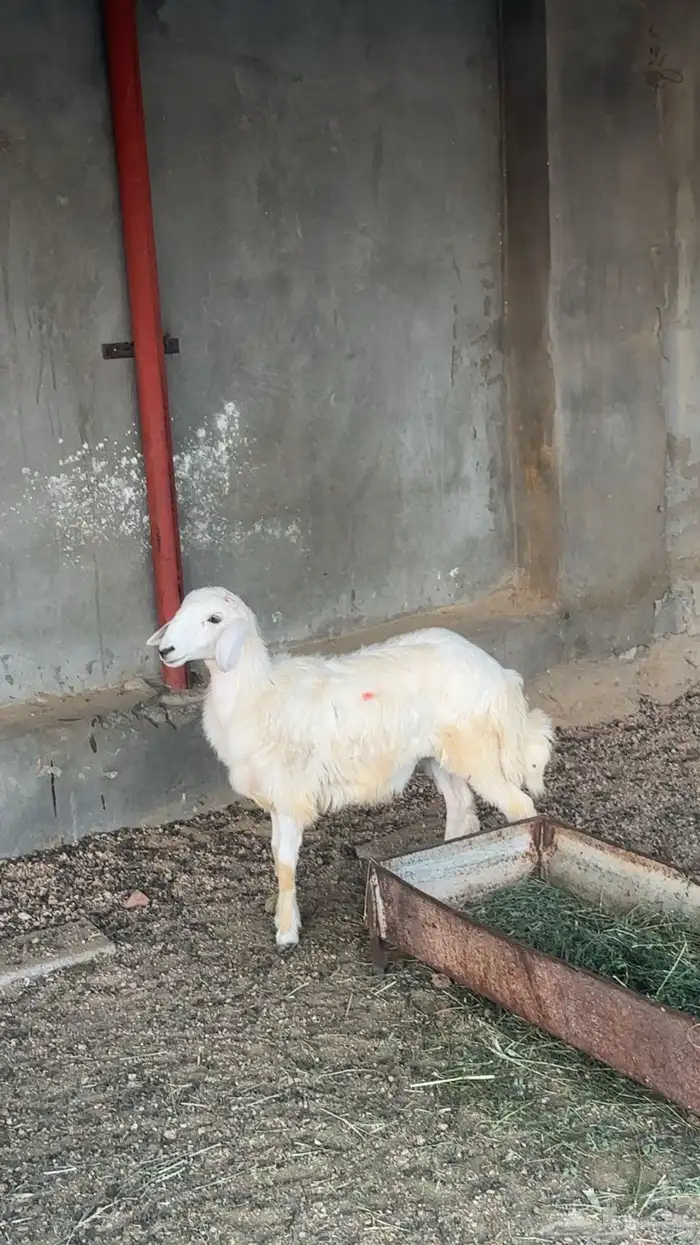 طلي حري ذبيحه 2