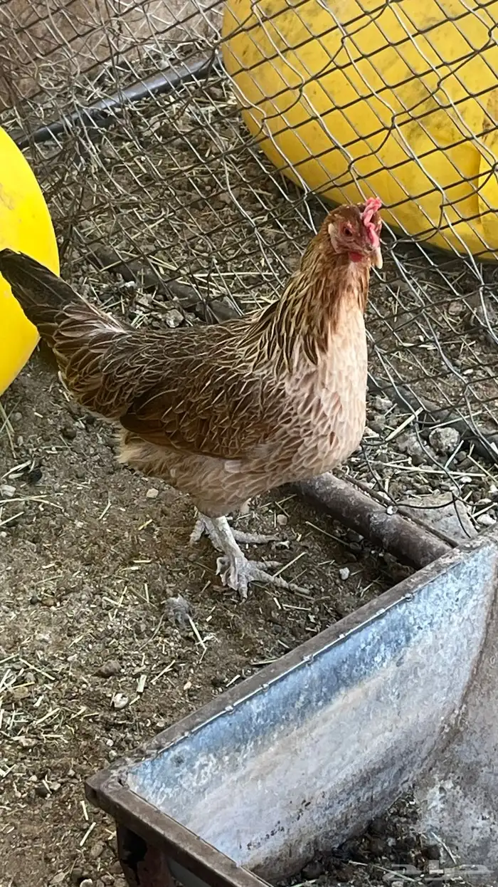 دجاج للبيع 0