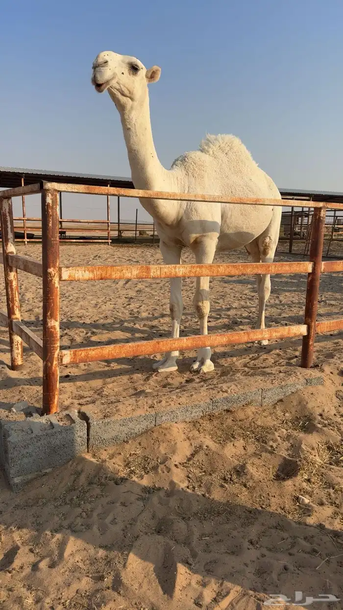 قعود حق على مردود الجزيرة 0