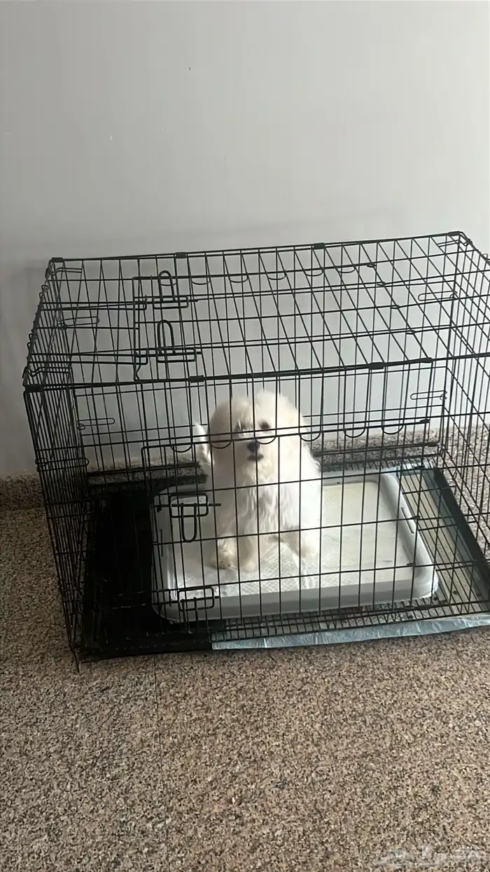 كلب مالتيز 0