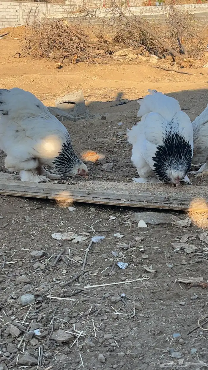 دجاج براهما كلومبي يوجد توصيل للباحه اليوم 1