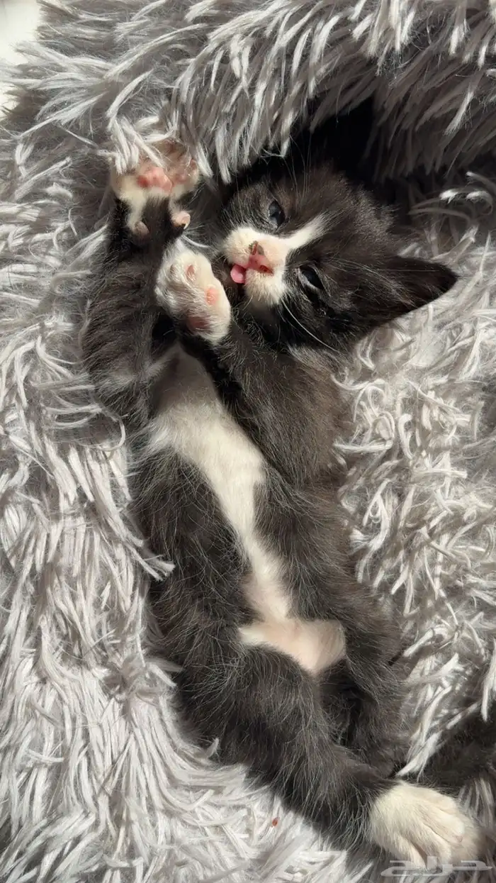 شيرازي للتبني 0