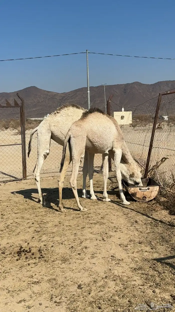 بكار للبيع الموقع الصبيخه 0