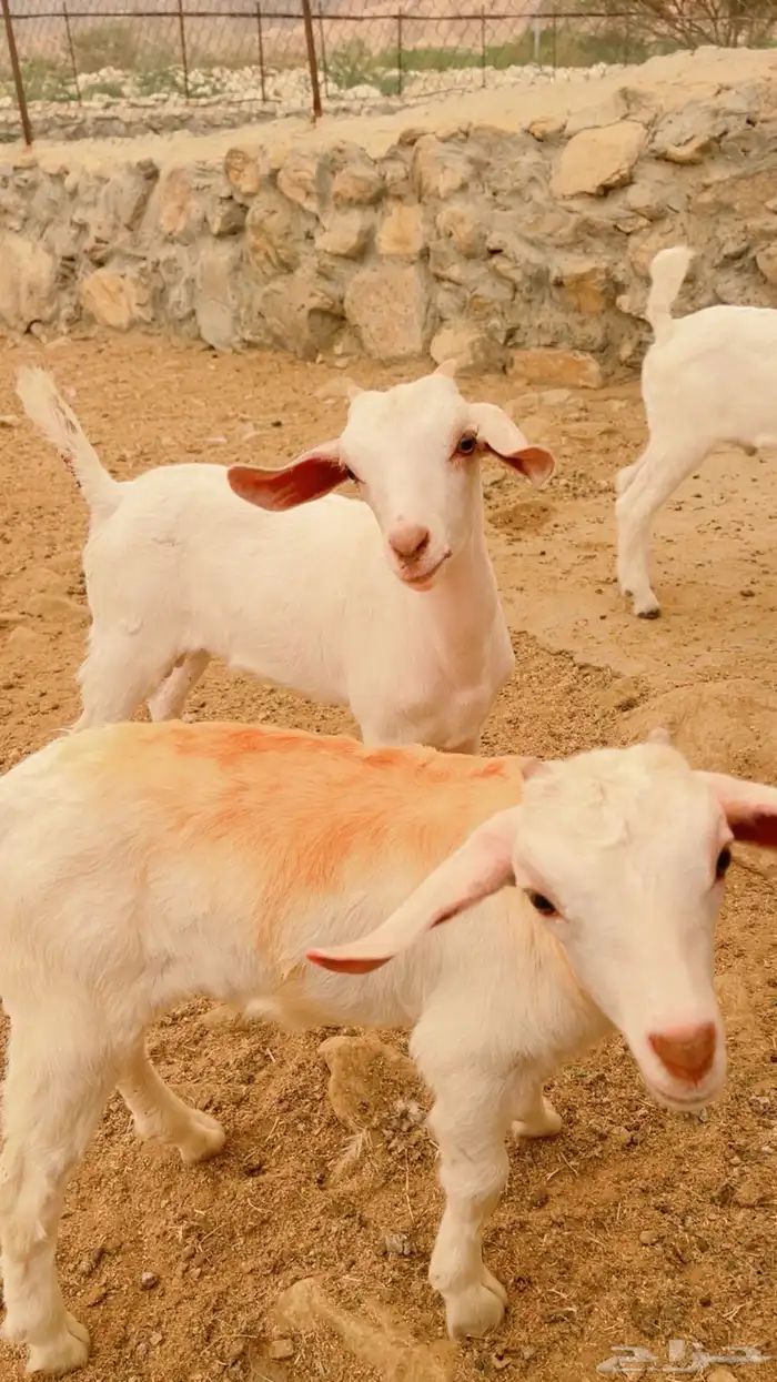 تيوس العمر شهر 2