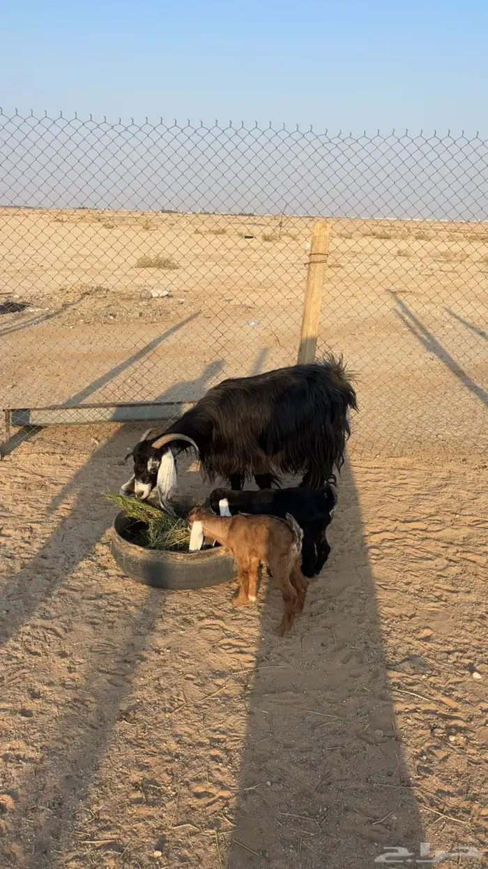 عنز خلفه تحتها 2 تيس وجفره 0