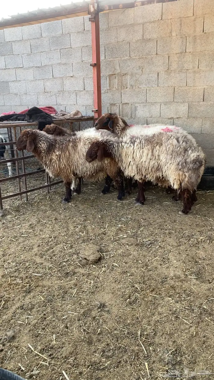 غنم مضاريع 4