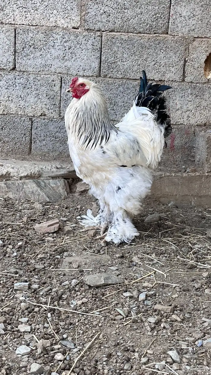 دجاج براهما كلومبي 1