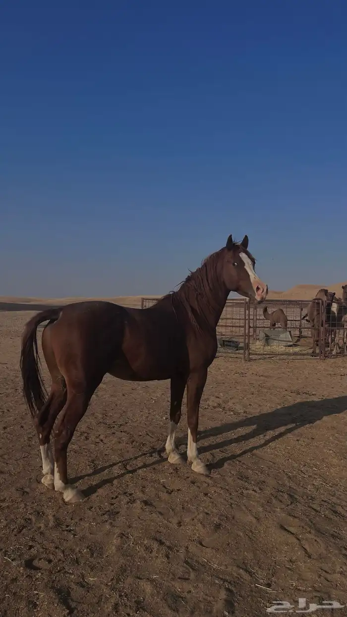 حصاني شعبي عربي حمداني 5