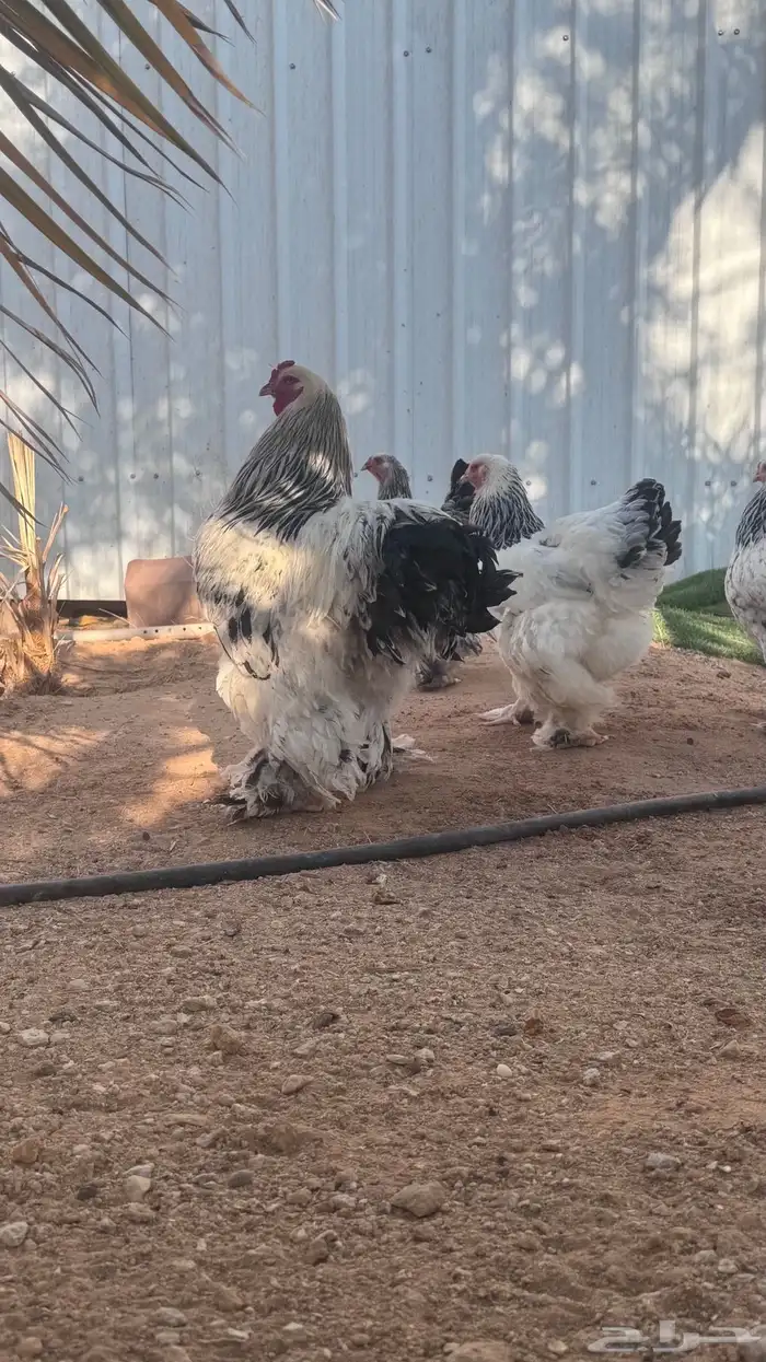 دجاج براهما كولمبي 2