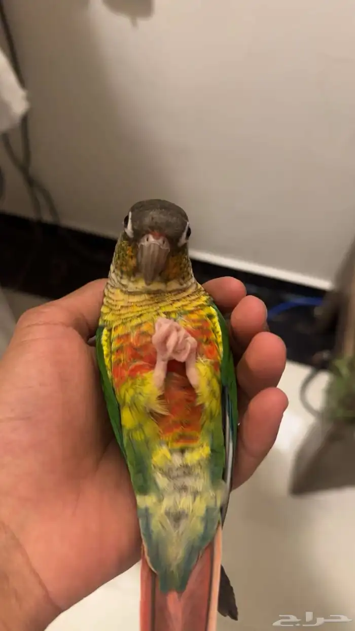 ببغاء كنيور اليف يلو سايد يلمع ما شاء الله شرط الصحه 2
