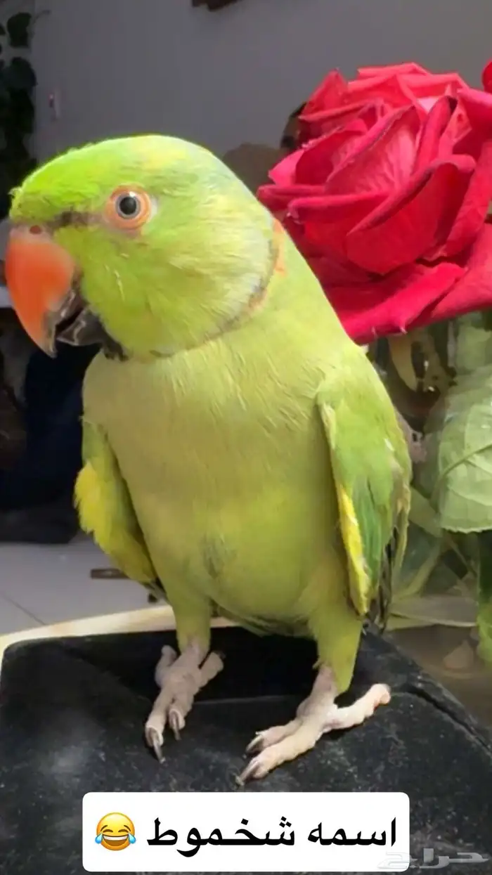 للبيع ببغاء الدرة كحول 3