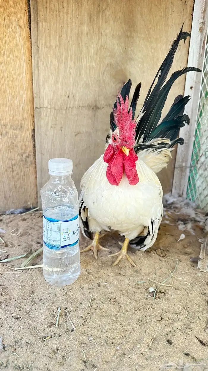 دجاج جبنيز جوز كولمبي 9