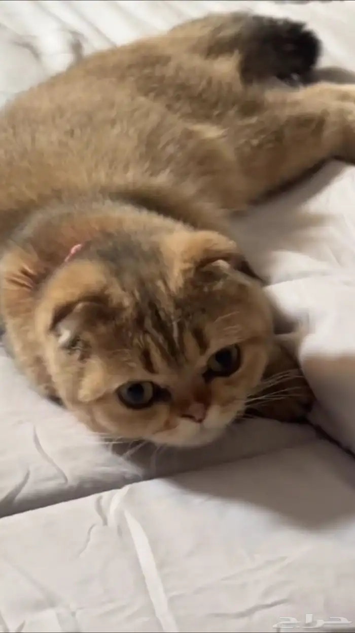 قطة سكوتش فولد قولد للبيع 4