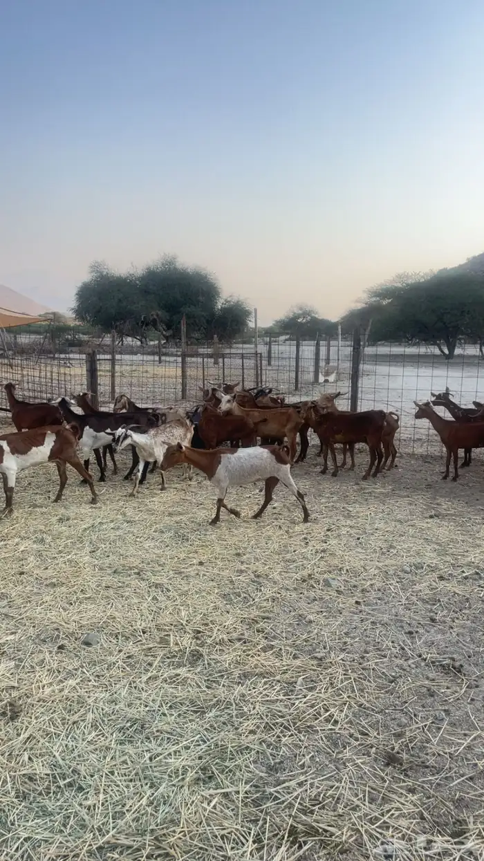 معزاء 25 راس حد بيع 285ريال 2