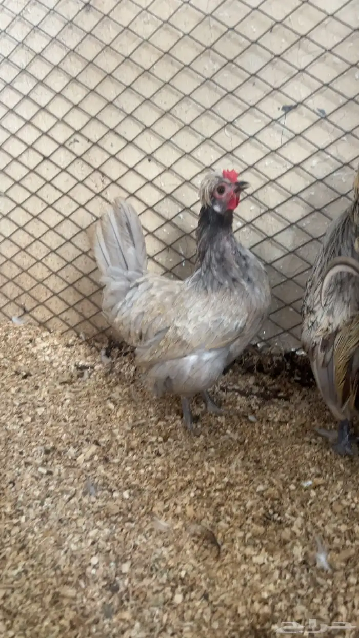 طقم كويتي قزم توب التوب 3