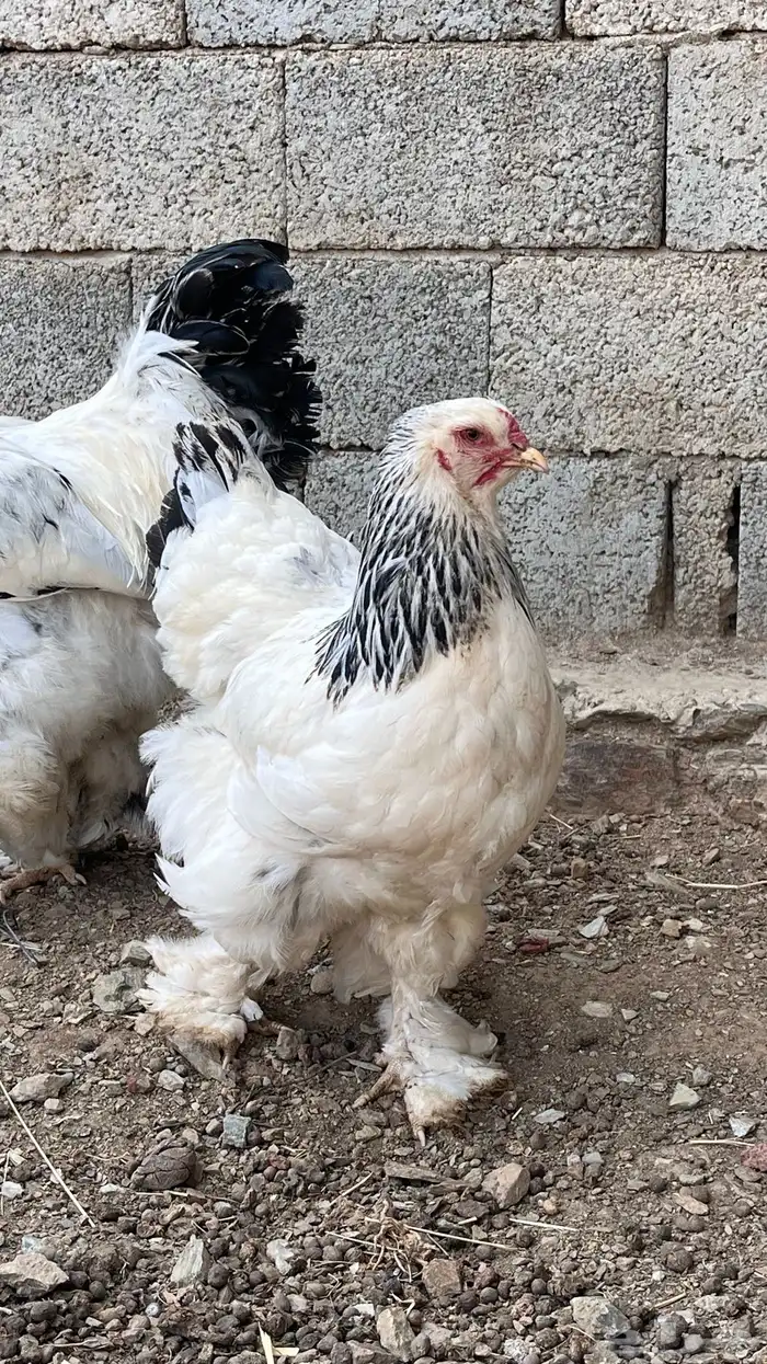 دجاج براهما كلومبي 2