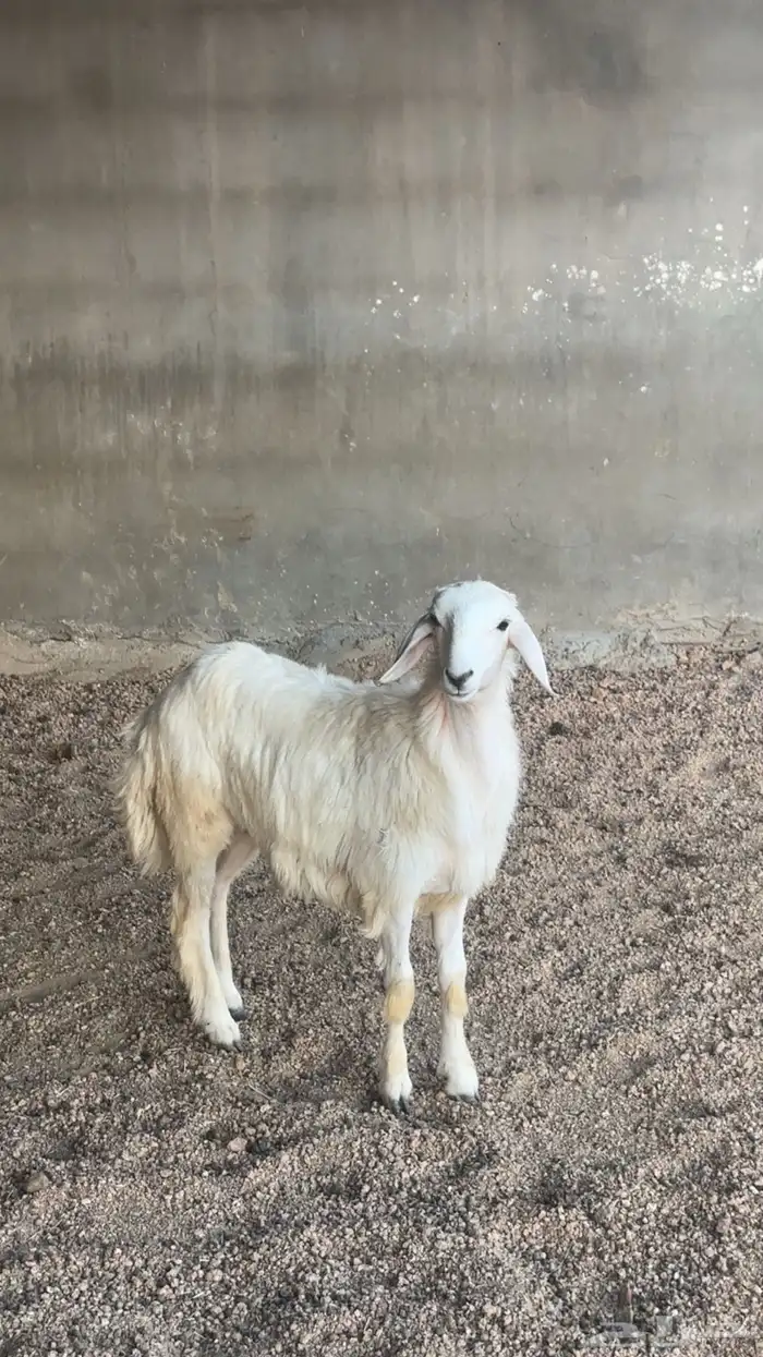 طلي حري ذبيحه 3