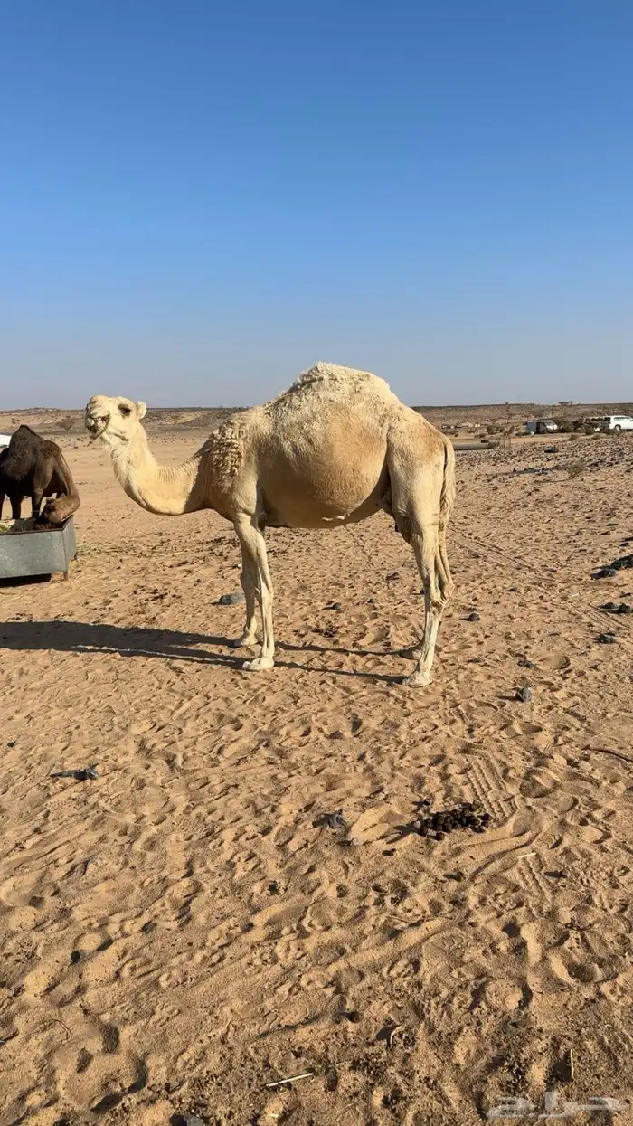 نياق خلفات كفو 8