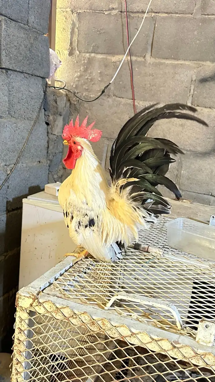 دجاج جبنيز جوز كولمبي 0