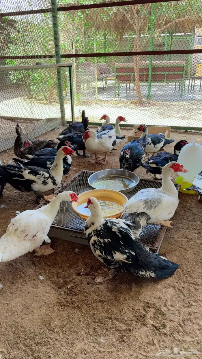 طيور بيت الزاجل 7