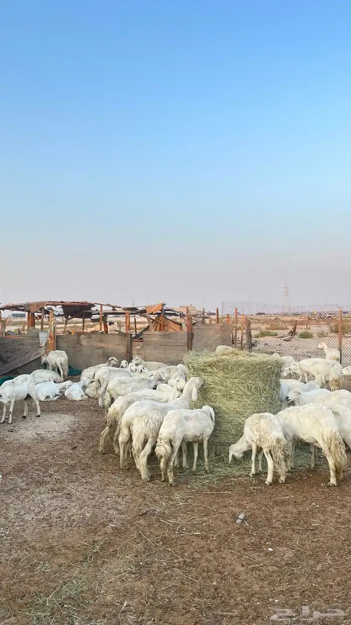 حريات جمله العدد 72 4