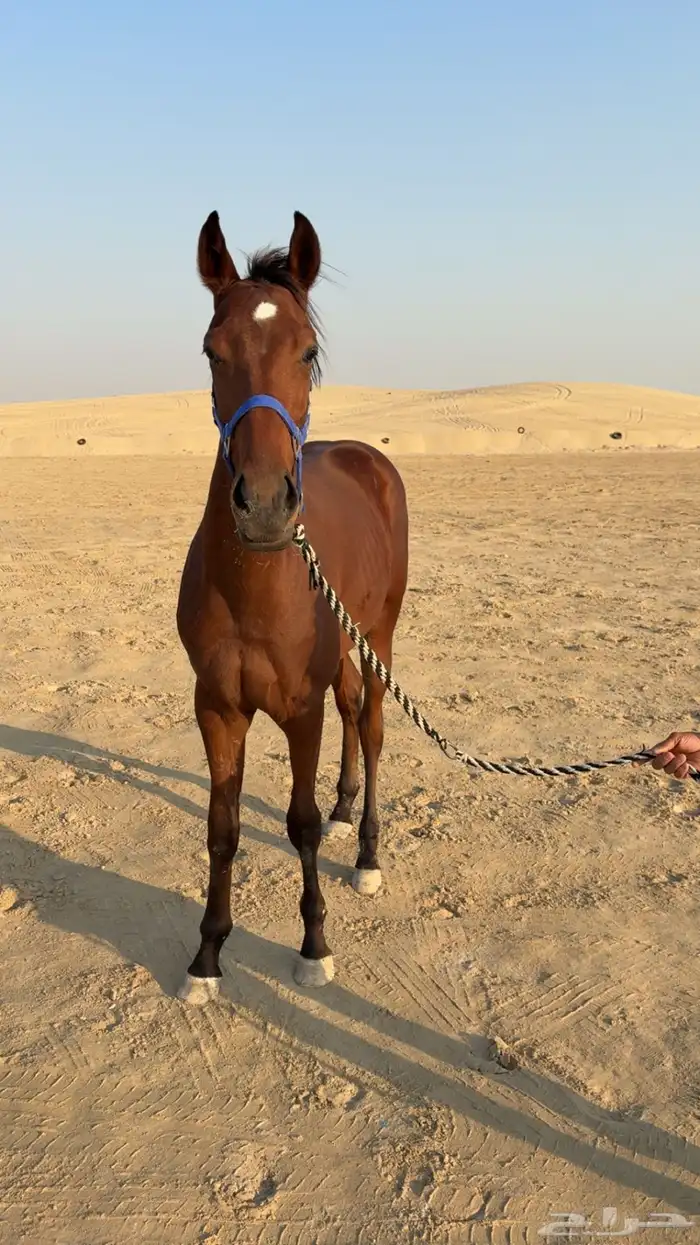 مهر سرعه كفو 1