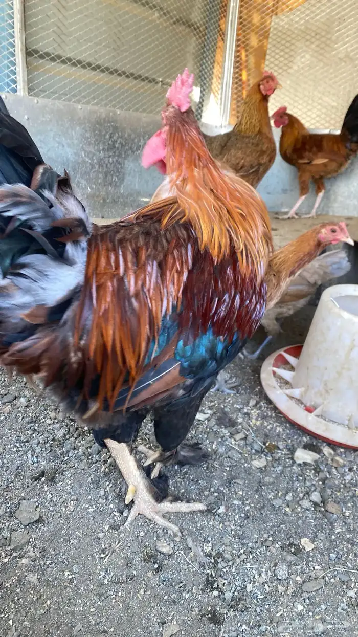 دجاجه وديك 4