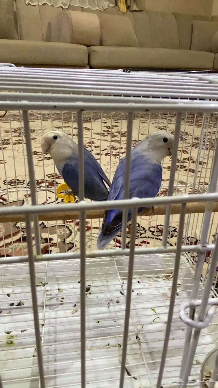 للبيع روز منتج تحته اربع بيضات 2