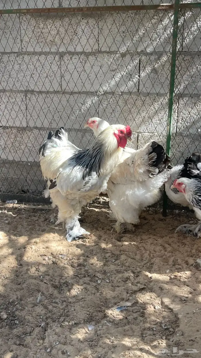 اللبيع دجاج براهما 0