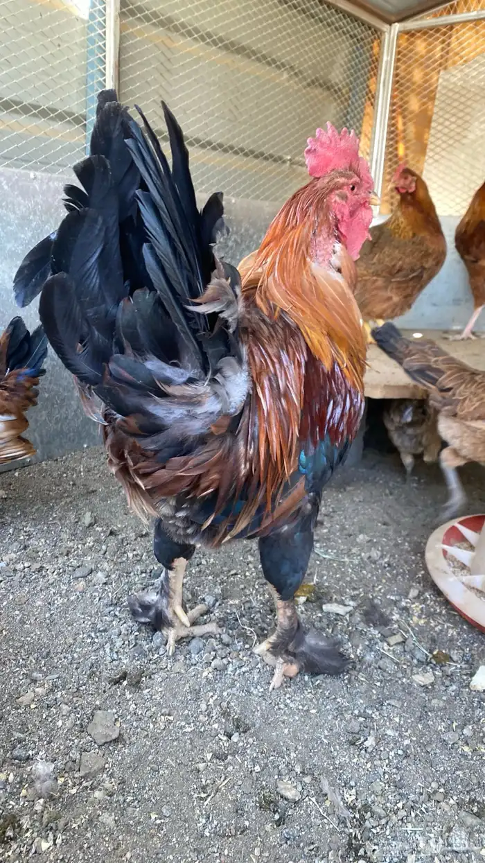 دجاجه وديك 5