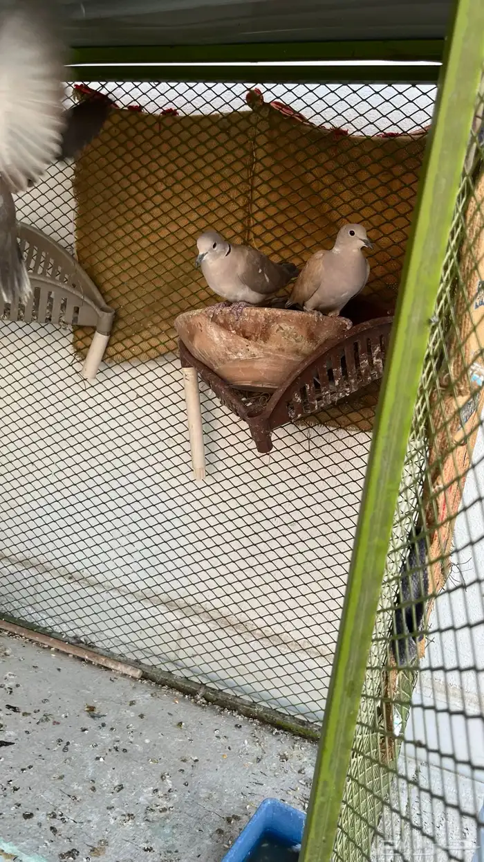 قمري هولندي 1