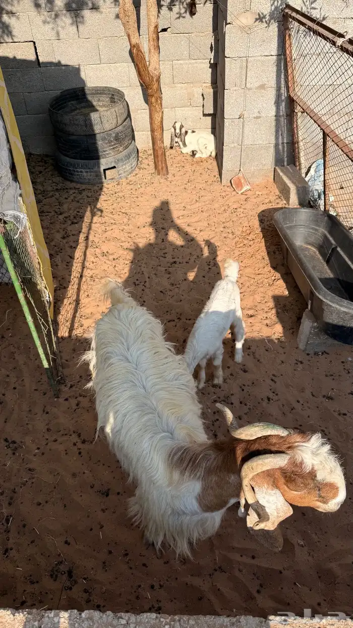 عنز معها جفرتين 0