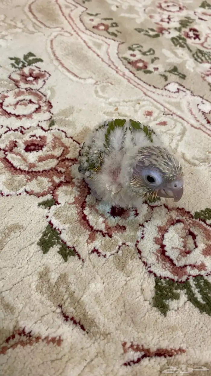 ببغاء فرخ صين كنيور أناناس 1