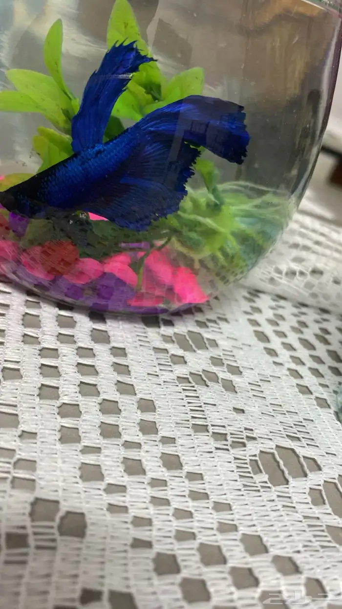 سمك فايتر Fitter 3