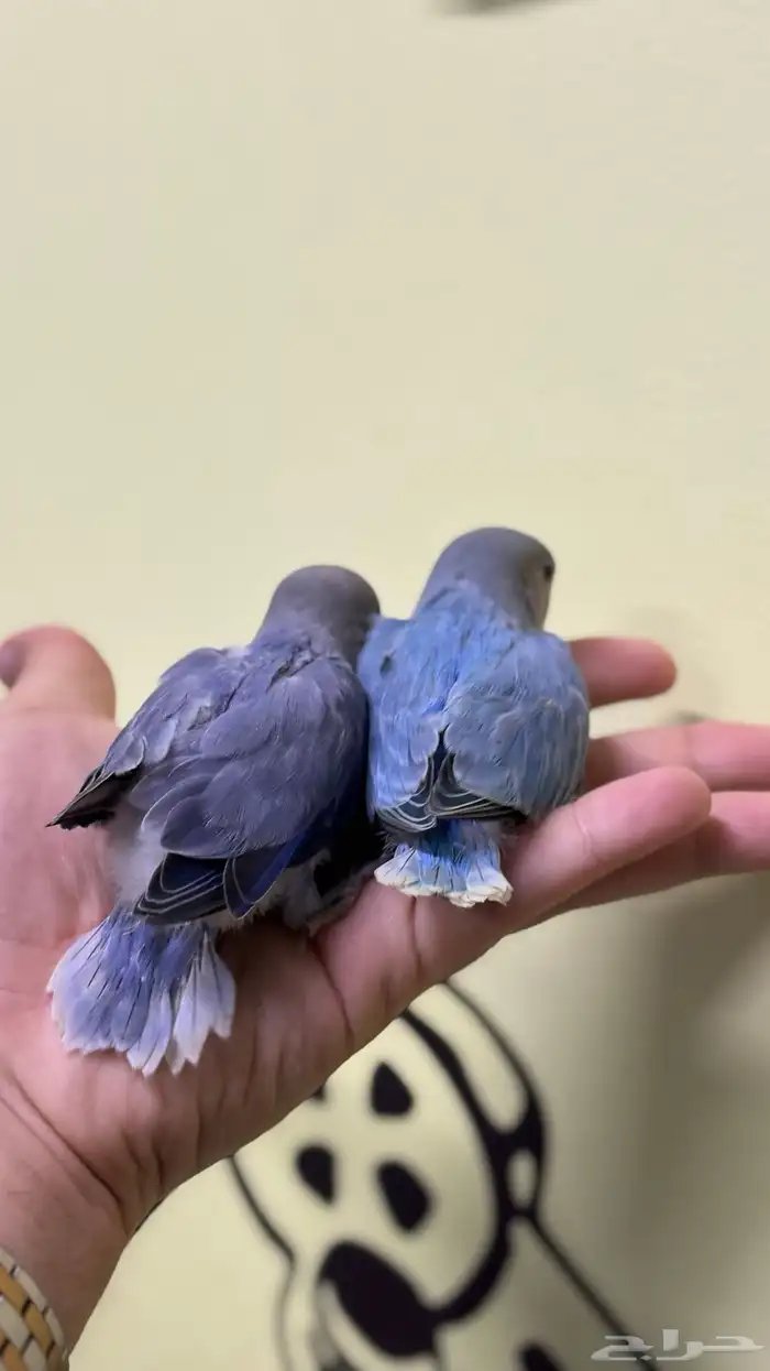 فروخ روز غر 0