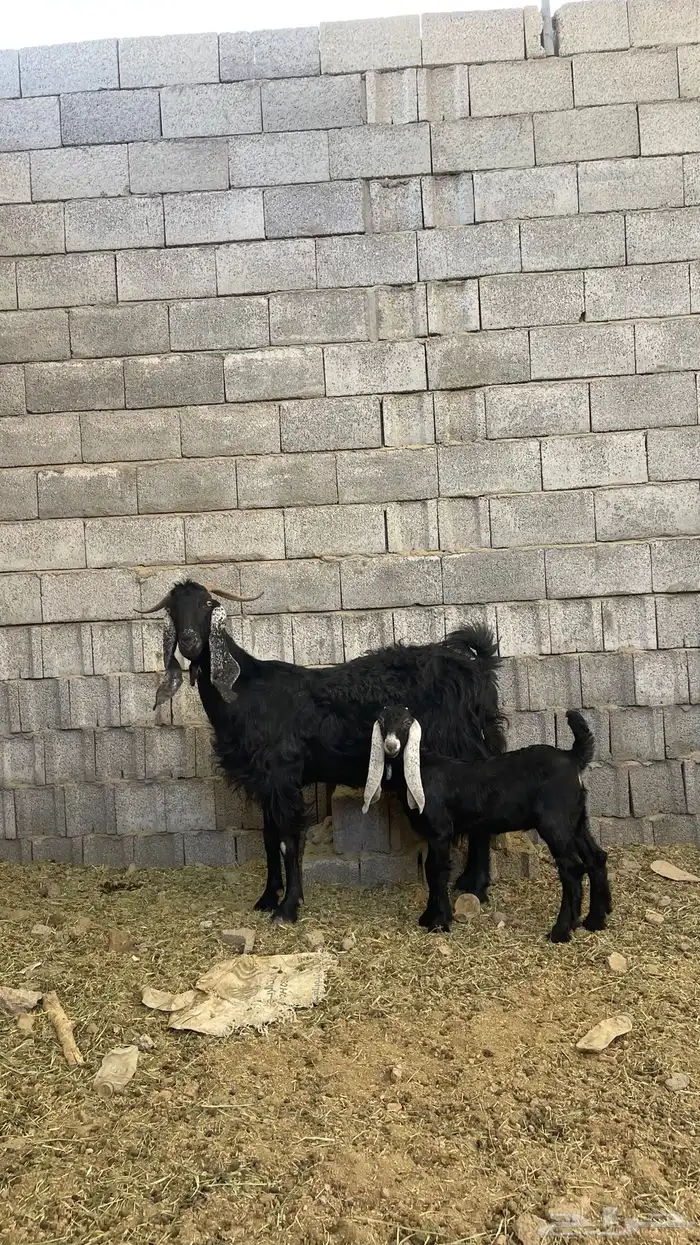 عنز فاخره معها جفره 1