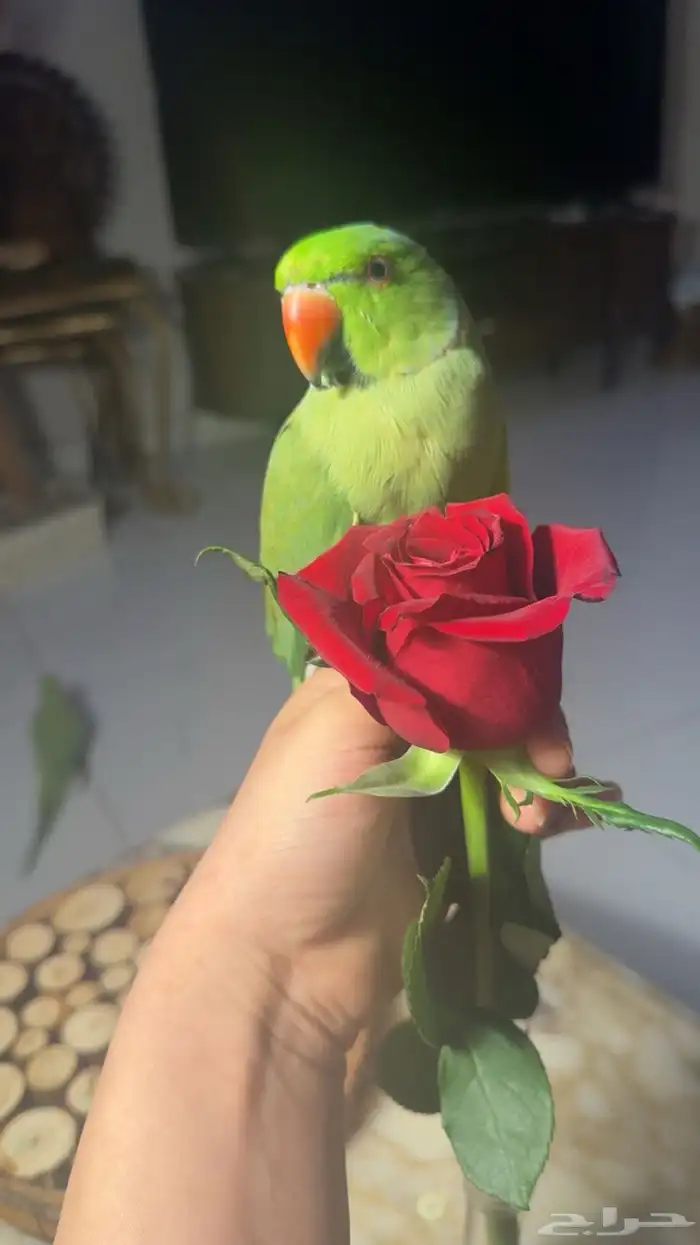 للبيع ببغاء الدرة كحول 2