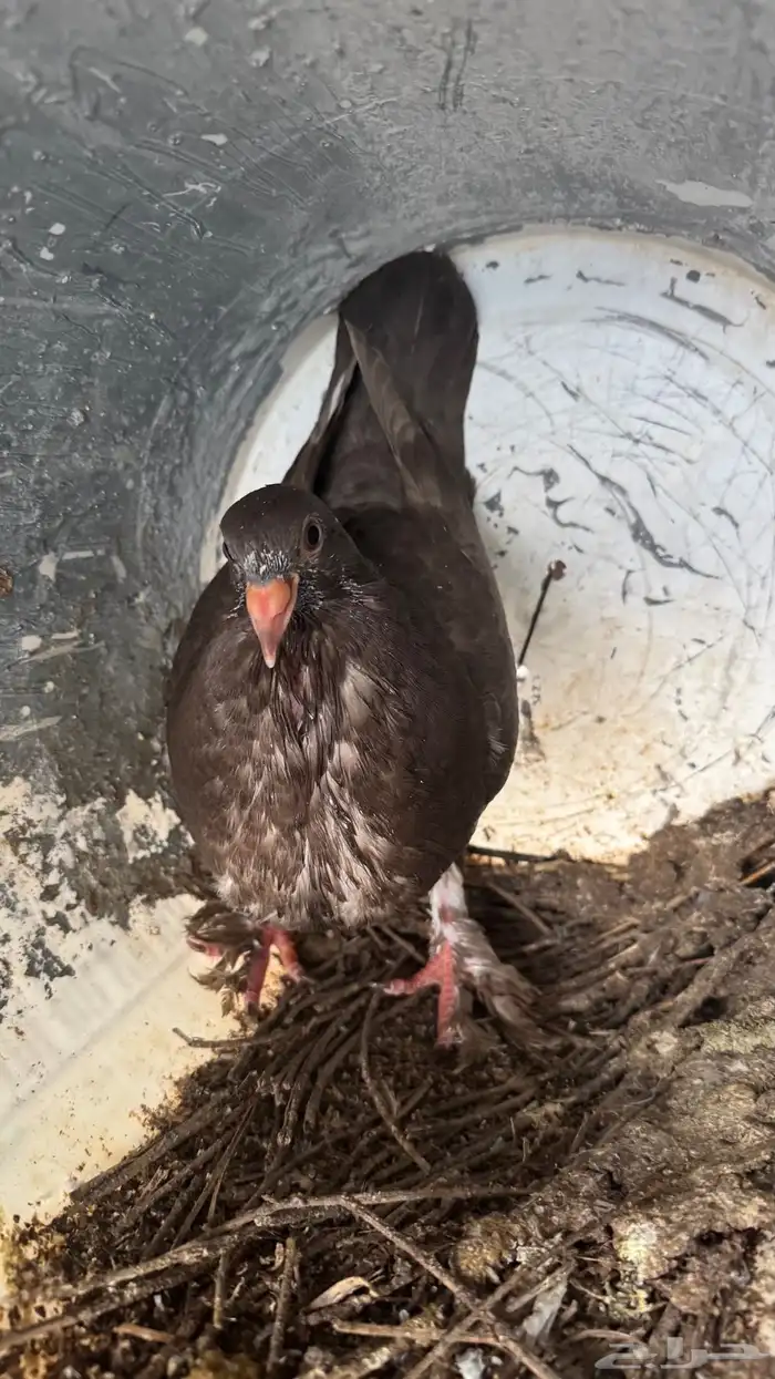 حمام فرنسي 8